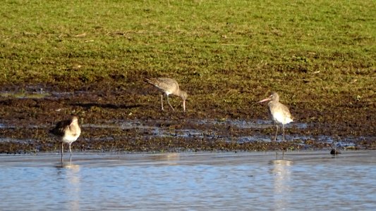 Black-tailed Godwit