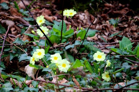 Primroses photo