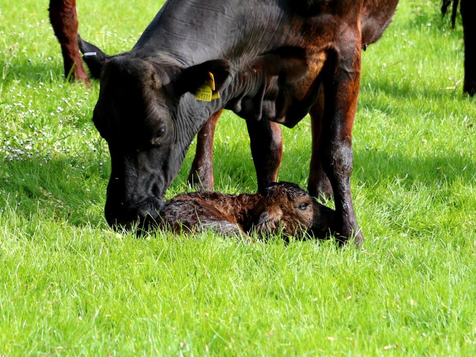 Bank Holiday Birth 05