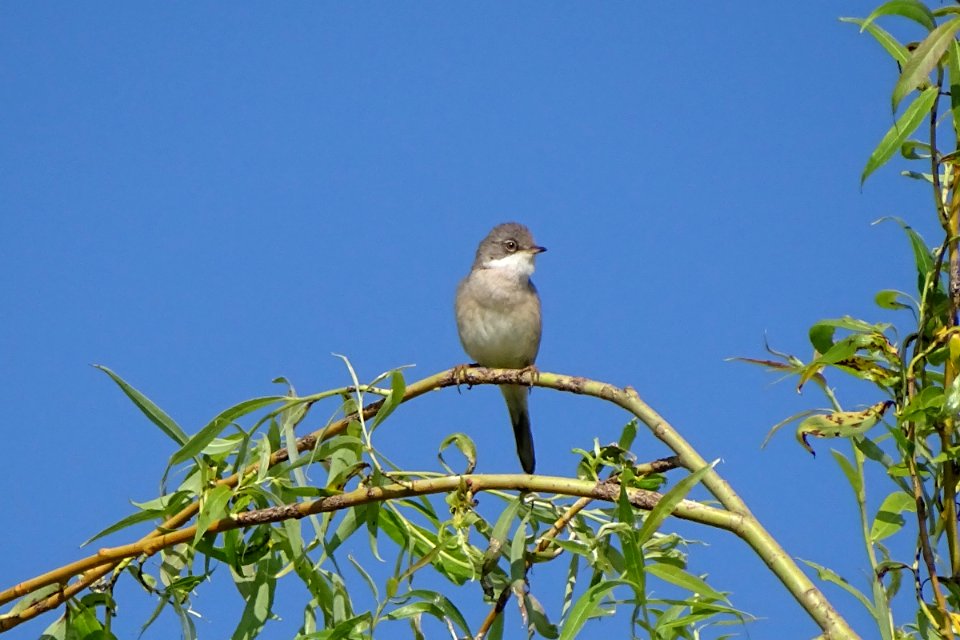 Common Whitethroat