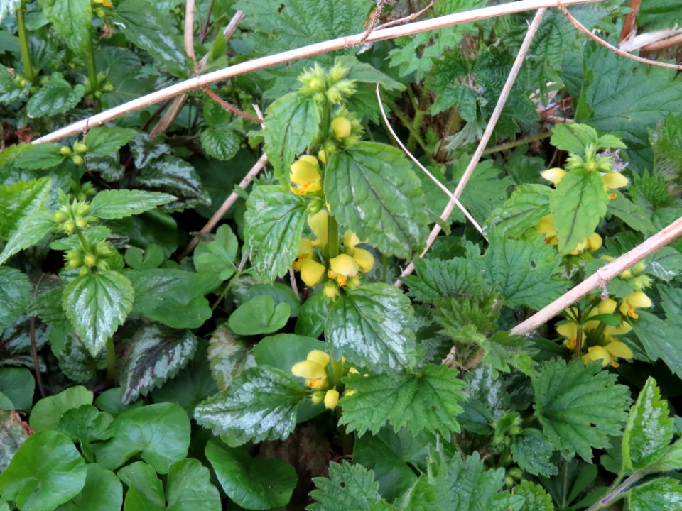 Yellow Dead-nettle