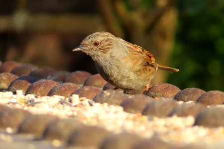 Brown and Grey photo