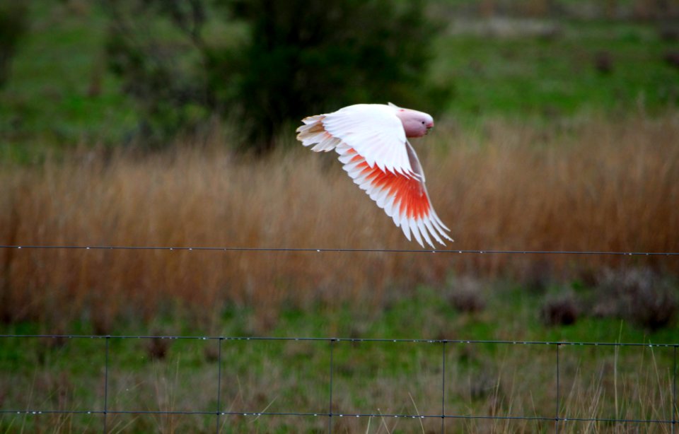 Major mitchell cockatoo II