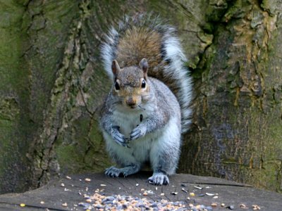 Grey Squirrel photo