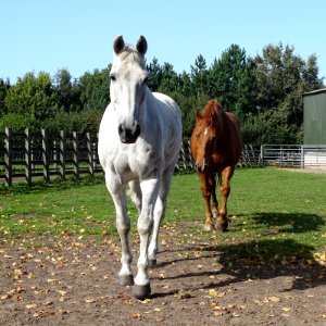 Houndings Lane Farm Horses