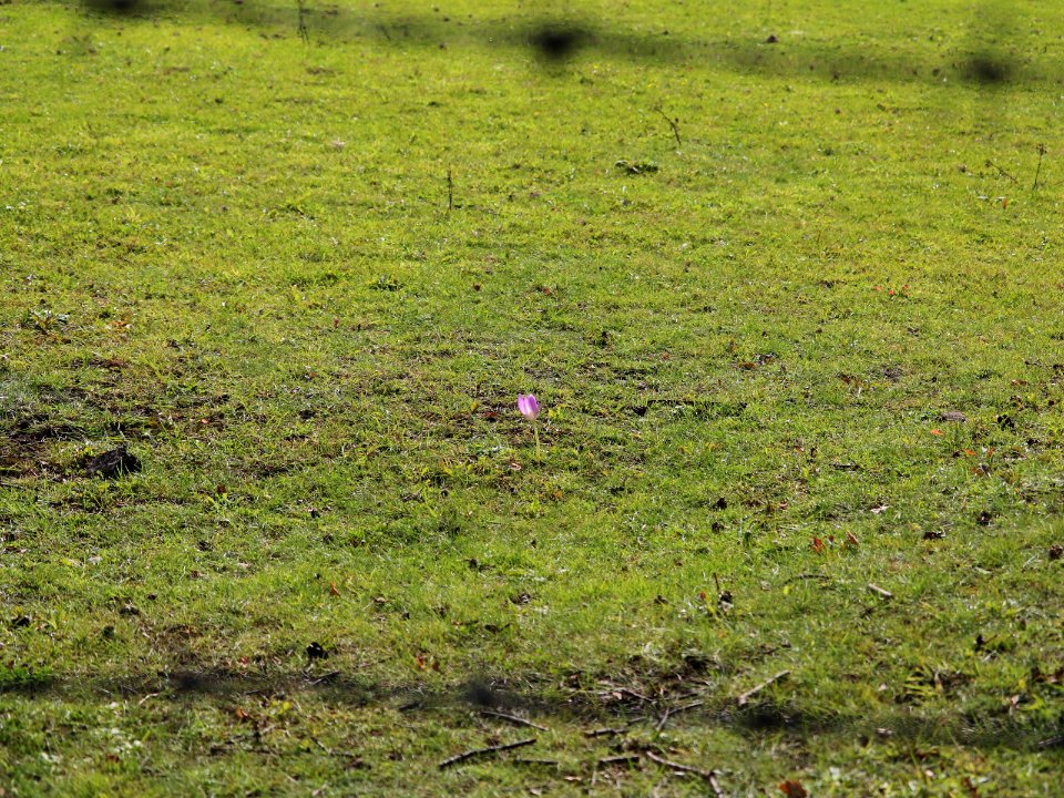 Autumn Crocus original