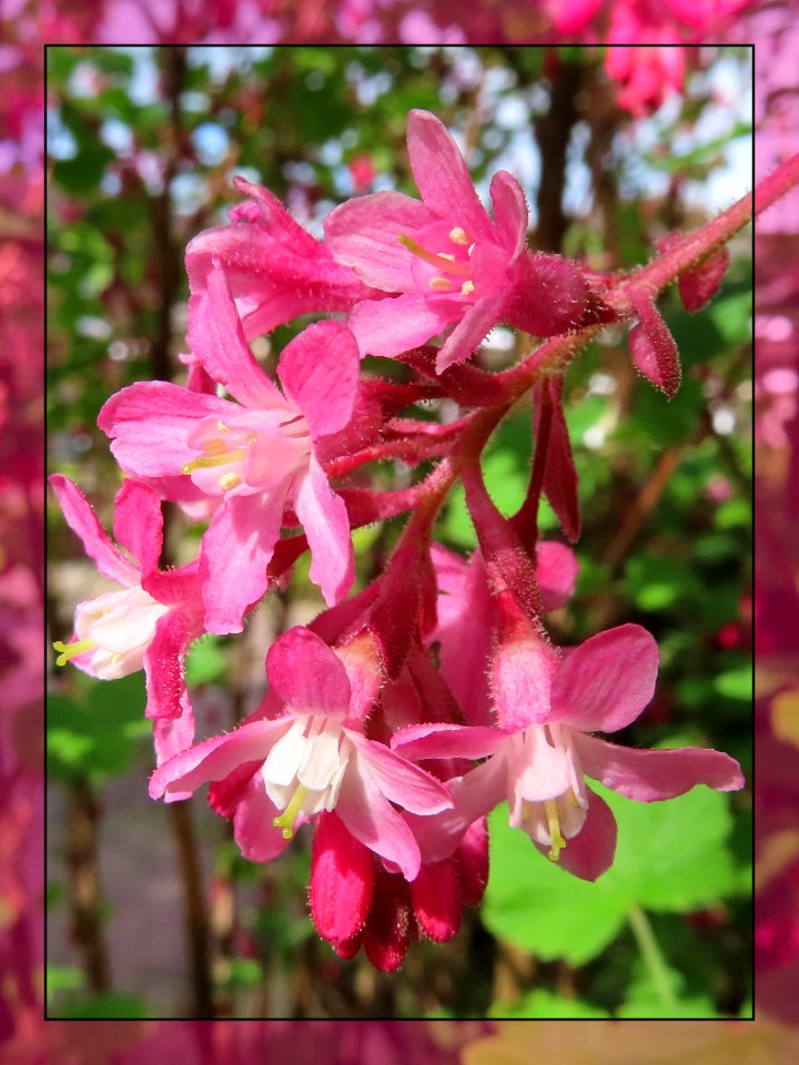 Pink Wednesday - Ribes.