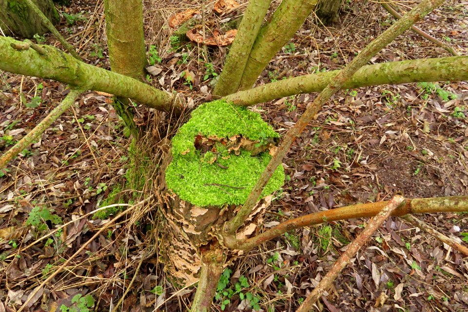 Christmas Fungi b