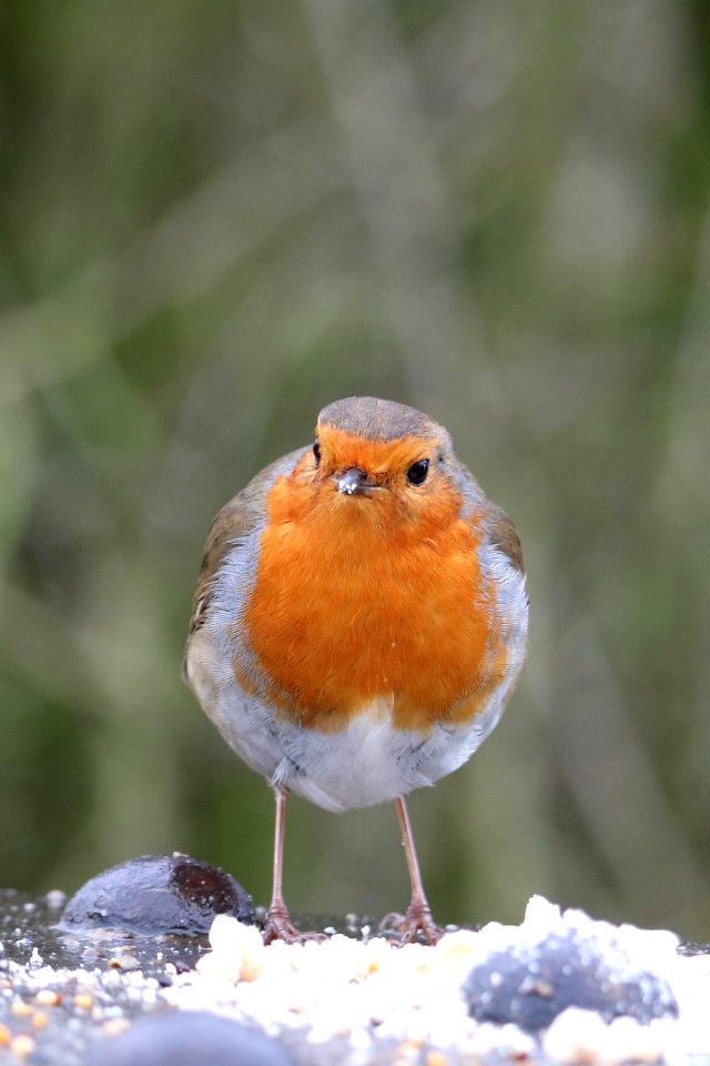 Xmas Day Robin