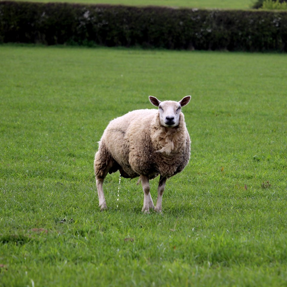 May the Fourth Peeing Ewe
