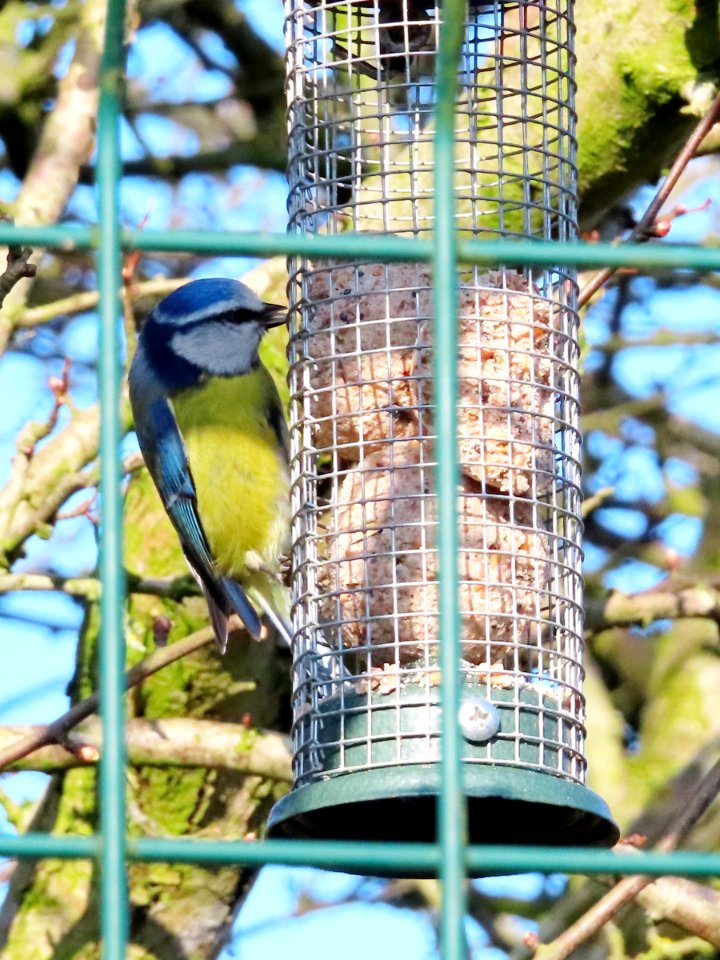 Blue Tits Tongue photo