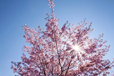 Sun blossom bloom