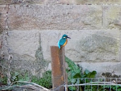 Chester Kingfisher photo