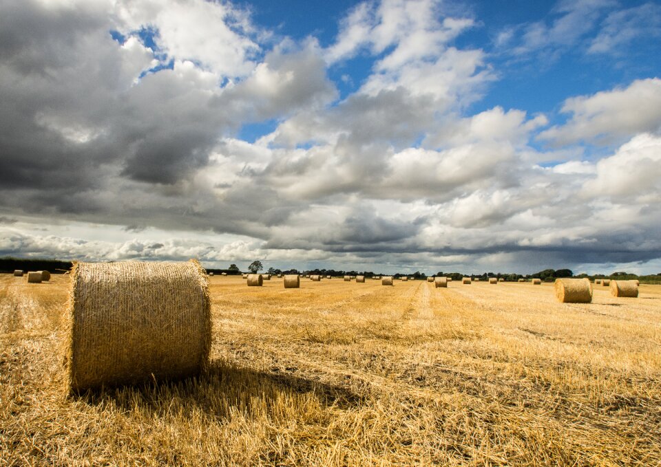 Farm agriculture nature