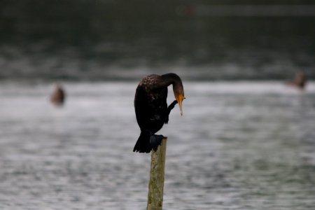 Cormorant on Smartphone photo