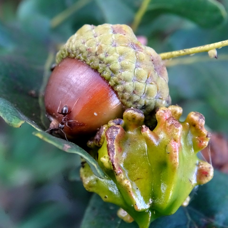 Acorn knopper gall wasp