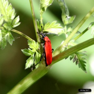 Black-headed Cardinal Beetle photo
