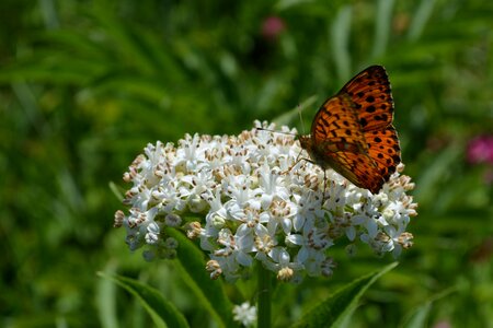Insecta white flower garden