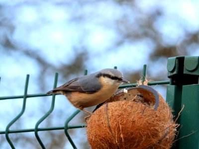 Coconut Hatch photo