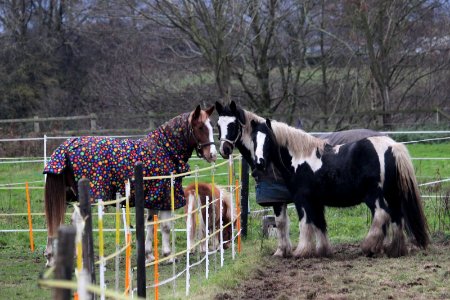 A Conference of Horses photo