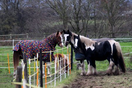 A Conference of Horses
