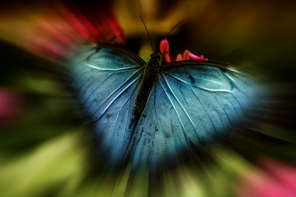 Abstract wing composing