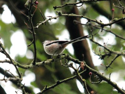 A Tits Tail