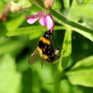 Itchy Bee photo