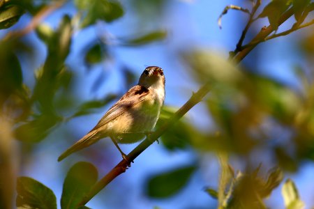 Oiseau mangeant une guêpe - bird eating wasp