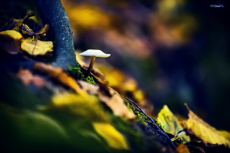 Deeply in the forest