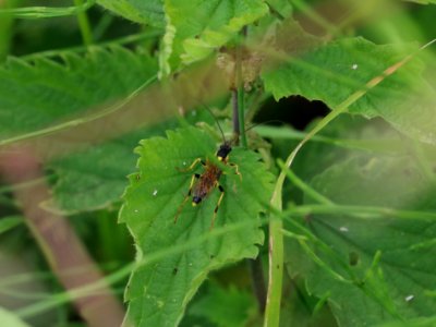 Amblyteles armatorius photo