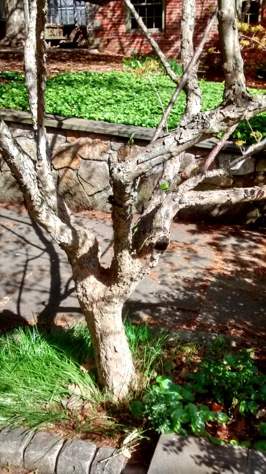 IMG 20150511 092707051 HDR
