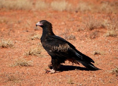 Wedge tailed eagle photo