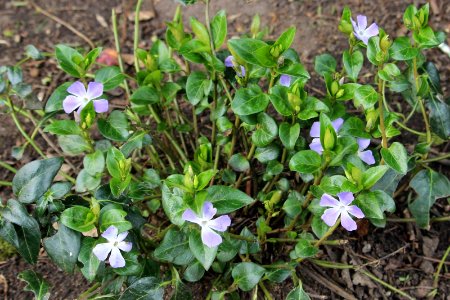 Vinca minor