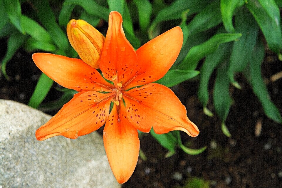 Nature plant flora