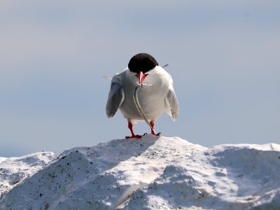 A Serious Tern photo