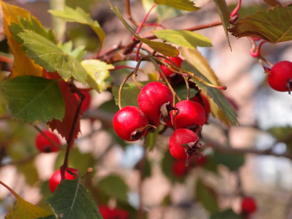 Nature fruit leaves