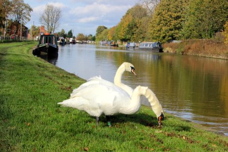 Mute Swans