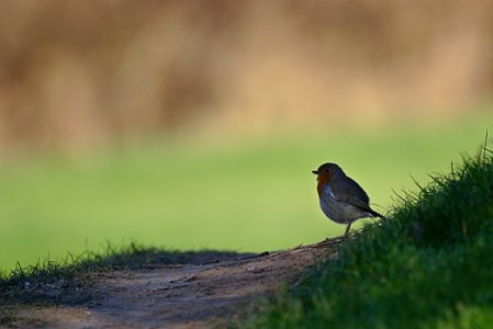 Rouge gorge