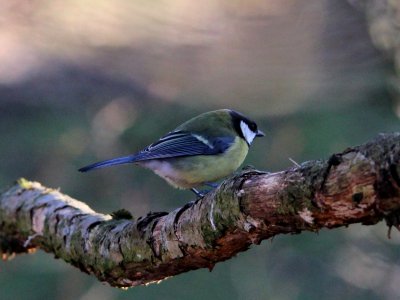 Great Tit