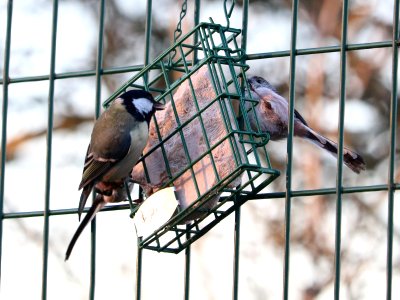 Long-tongued Tit photo