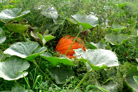 Autumnal Pumpkin photo