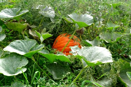 Autumnal Pumpkin