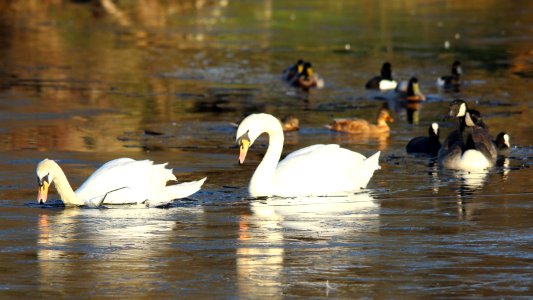 Ice-breaking Swans 03 photo