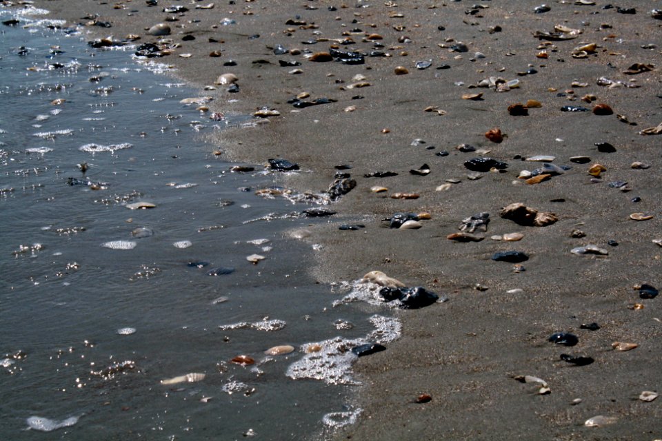 Shells @ Ocean Isle
