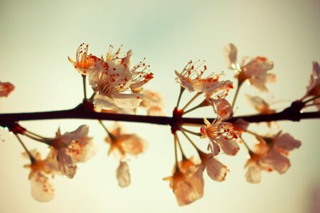 Nature flower tree