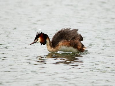 Diving Grebe photo