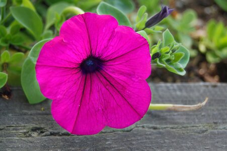 Garden plant nature