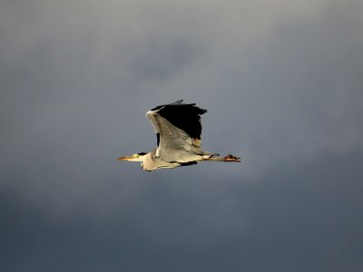 Grey Heron b photo
