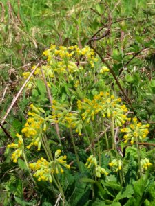 Cowslips photo